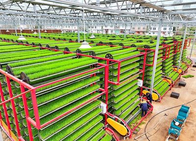 江西贛州 智慧育秧助力糧食生產 技術推廣服務惠及農民